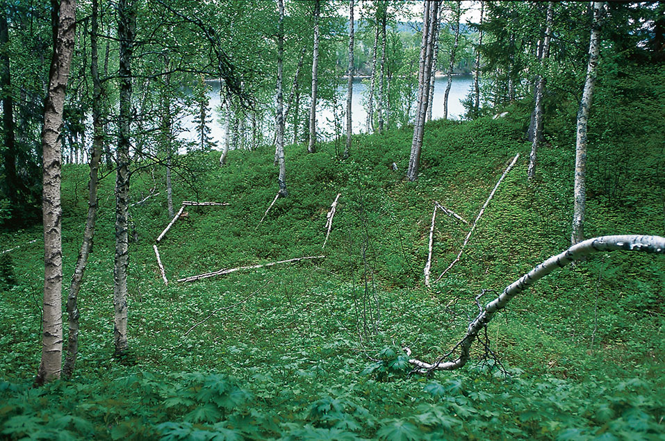 lappland_prigge_maria Installation auf dem Waldboden Mit gefundenen Birkenstämmen